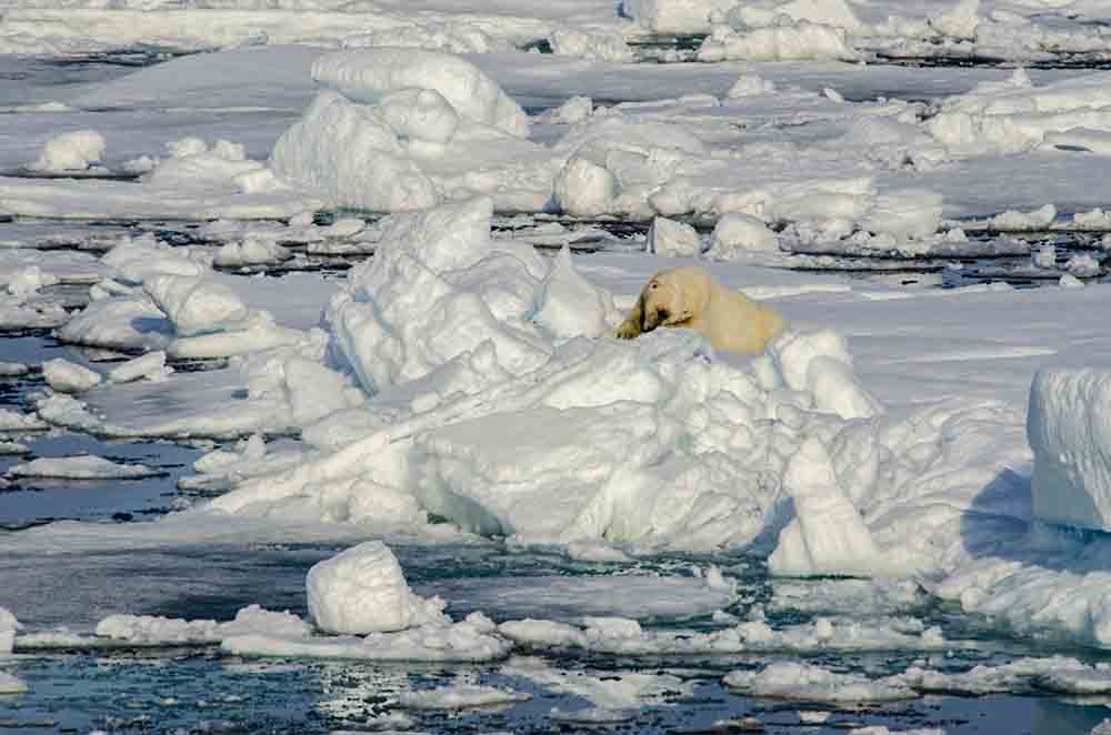 Oso Polar - islas Svalbard - Noruega 49.jpg